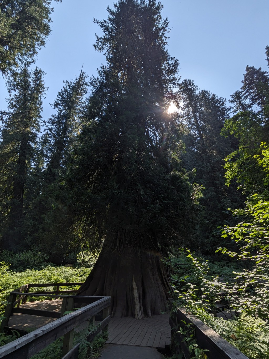 Giant and Perkins Cedar Groves